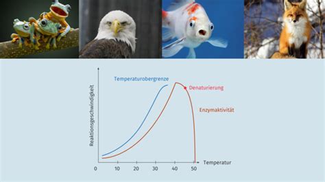 Anpassung der Temperatur beim Einrühren der Götterspeise