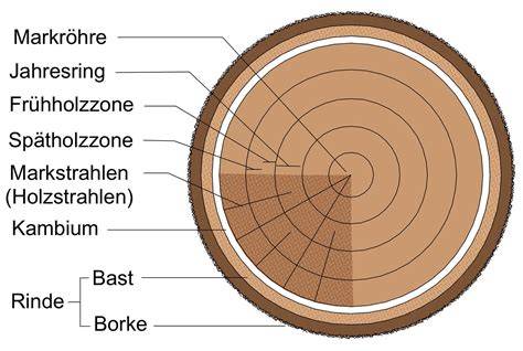 Anschnitt eines Baumkuchens - sichtbare Jahresringe