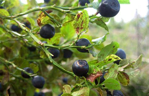 Anthocyangehalt und Vorteile von wilden Heidelbeeren