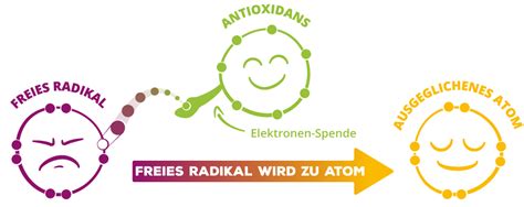 Antioxidantien und Polyphenole: Schutz und entzündungshemmende Wirkung im Körper