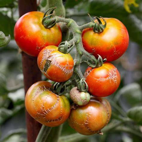 Anwendung von Hefespritzmittel gegen Pilzkrankheiten bei Tomaten