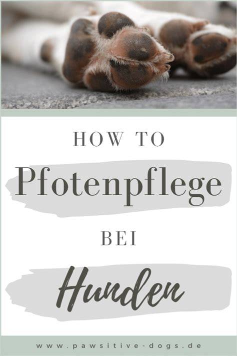 Anwendungsbeispiele bei Hunden: Hautirritation, Pfotenpflege, Futterergänzung