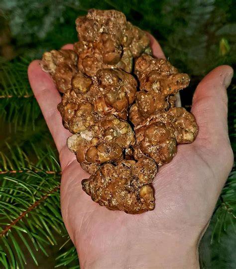 Anzeichen von verdorbenen Magic Truffles (Schimmel, Schleim etc.)