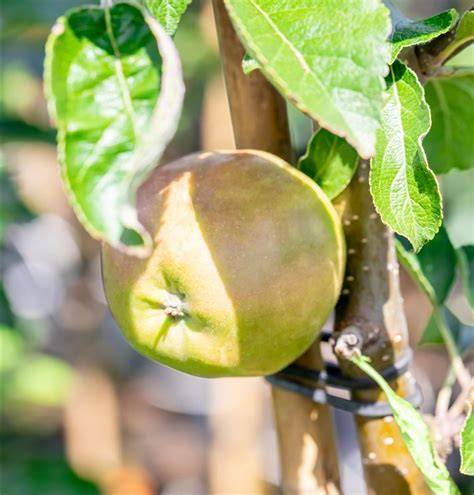 Apfel im Keksdose als Feuchtigkeitsspender