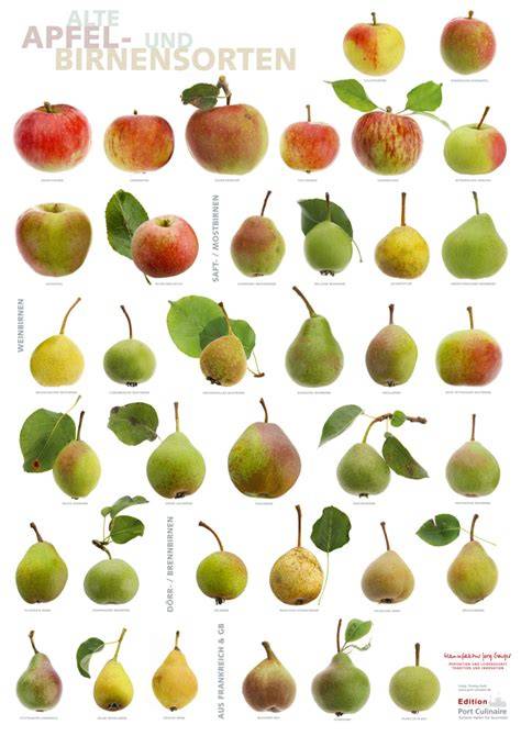 Apfel- und Birnensorten im Vergleich: Säure, Süße, Textur