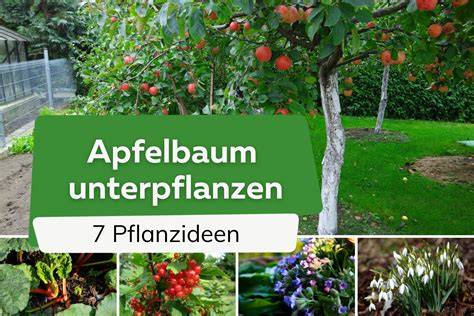 Apfelbaum auf dem Hauptplatz - Standort und Ernte