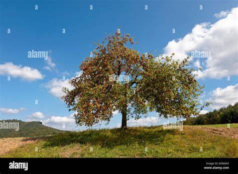 Apfelbaum mit reifen Äpfeln im Herbst