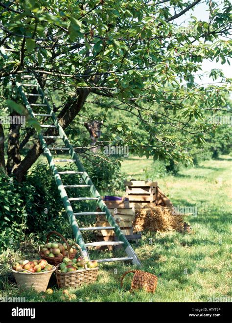 Apfelbaum und Körbe mit Äpfeln