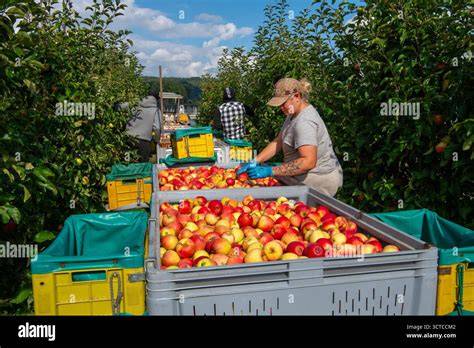 Apfelernte: Sorten wie Boskop, Elstar und Braeburn in einer Holzkiste