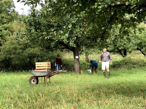 Apfelernte auf Streuobstwiese