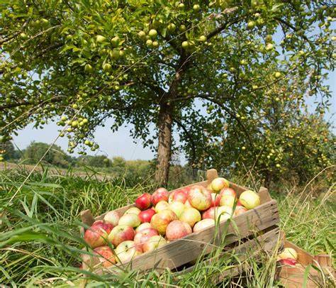 Apfelernte auf einer Streuobstwiese mit verschiedenen alten Apfelsorten