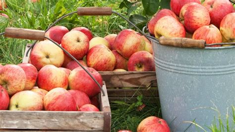 Apfelernte aus Omas Garten