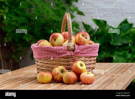 Apfelernte im Garten, frische Äpfel in einem Korb neben Backzutaten