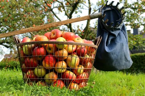 Apfelernte im Garten, verschiedene Apfelsorten in Körben und Netzen