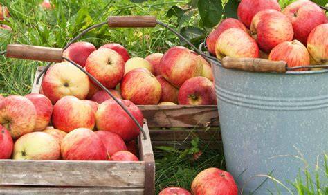 Apfelernte im Garten - frische Äpfel für Apfelmus