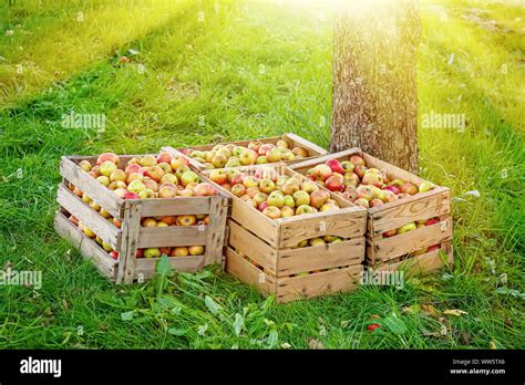 Apfelernte im Herbst