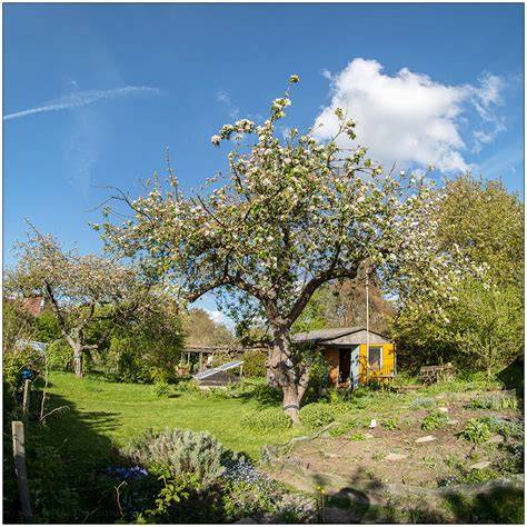 Apfelernte im Schrebergarten