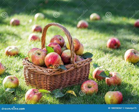 Apfelernte und Äpfel im Korb