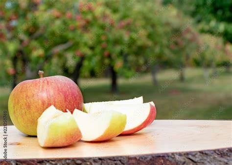 Apfelernte und frische Äpfel