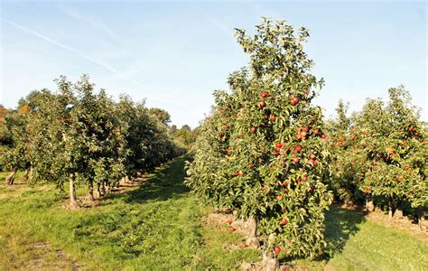 Apfelplantage im Alten Land mit Reihen von Apfelbäumen