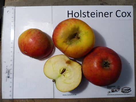 Apfelsorten für Desserts: Boskop, Holsteiner Cox, Braeburn