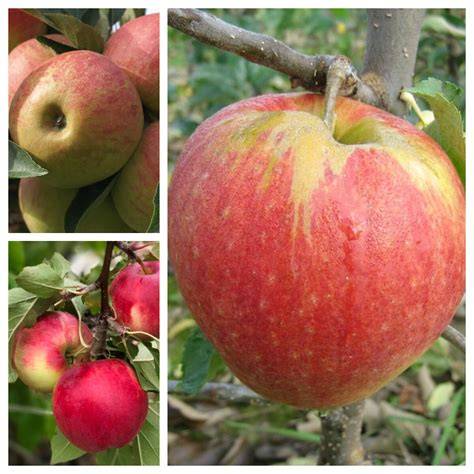 Apfelsorten-Karte: Elstar, Jonagold, Boskop, Cox Orange, Braeburn