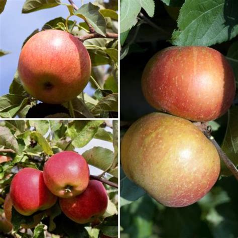 Apfelvariationen: Boskoop, Elstar, Jonagold