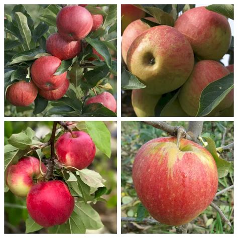Apfelvielfalt - Boskop, Elstar, Cox Orange und Jonagold für Bratapfelkuchen