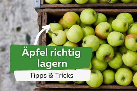Apfelvorräte richtig lagern
