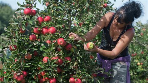 Apfelweinfässer und frische Äpfel in Hessen