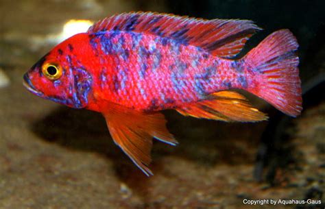 Aquarianer bei der Pflege von Aulonocara Marmelade Cat in einem naturnahen Malawi-Aquarium