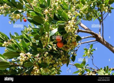 Arbutus unedo Baum mit Blüten und roten Beeren in Sardinien