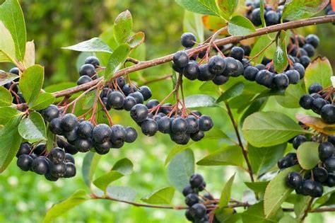 Aronia- und Apfelbeeren - gesund und lecker