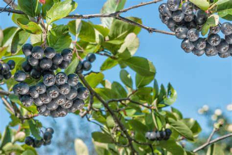 Aroniabeeren - reif und frisch geerntet, Makroaufnahme