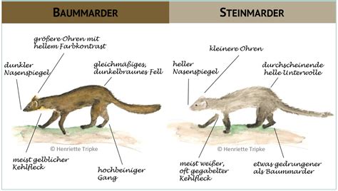 Arten der Marder: Steinmarder vs Baummarder