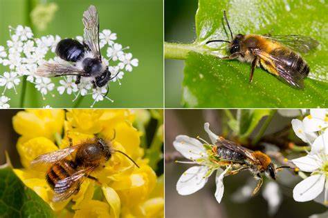 Artenvielfalt von Wildbienen