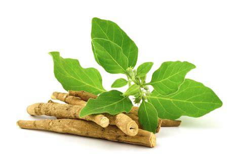 Ashwagandha Pflanzenportrait