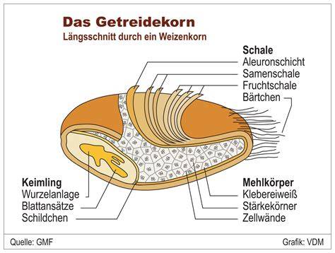 Aufbau des Getreidekorns und Unterschiede zwischen Vollkorn- und Weißmehl