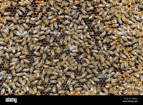 Aufbau einer Honigfarm: Abstand, Schutz und optimale Platzierung von Bienenstöcken