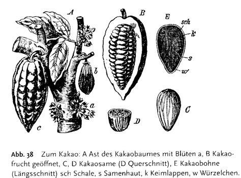 Aufbau einer Kakaofrucht - Querschnitt