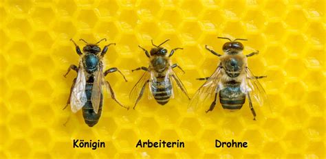 Aufbau eines Bienenvolks - Königin, Arbeiterinnen, Drohnen