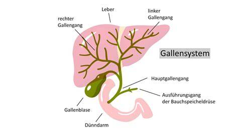 Aufbau und Funktion des Gallensystems