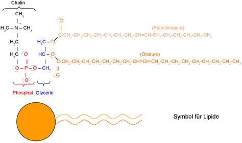 Aufbau und Funktion von Lecithin in Lebensmitteln