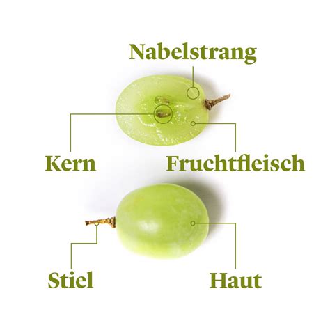 Aufbau und Inhaltsstoffe einer Weintraube