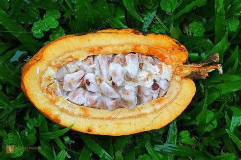 Aufgeschlagene Kakaofrucht mit weißem Fruchtfleisch