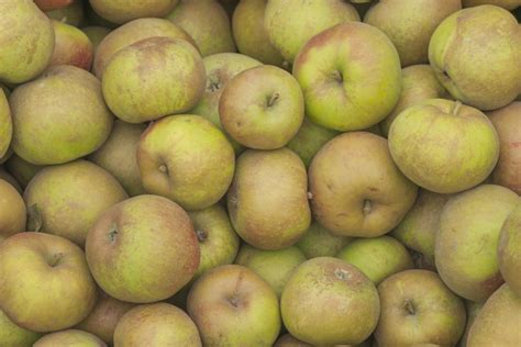 Aufschnitt von Boskop und Jonagold Äpfel