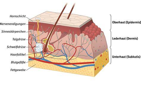 Auftrag Kurkuma-Honig auf verletzte Haut (schematisch)