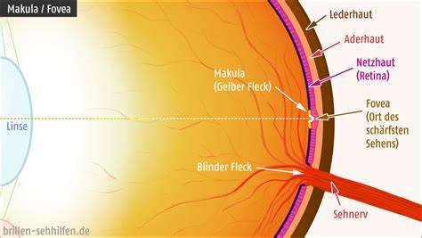 Augengesundheit: Retina, Makula, Linseischeinfografik