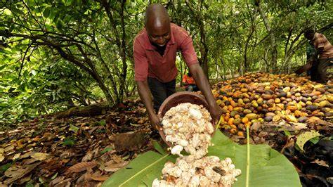 Authentische Schokoladengenüsse: Von der Plantage zur Tafel auf Grenada