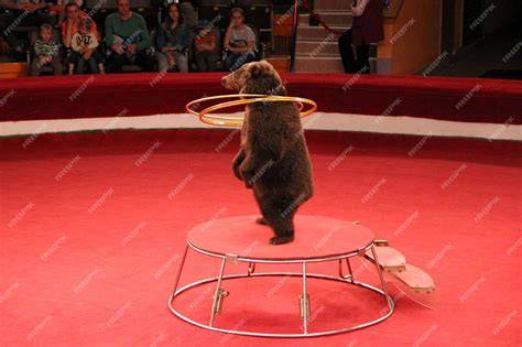 Bär im Zirkus mit Honig am Maul